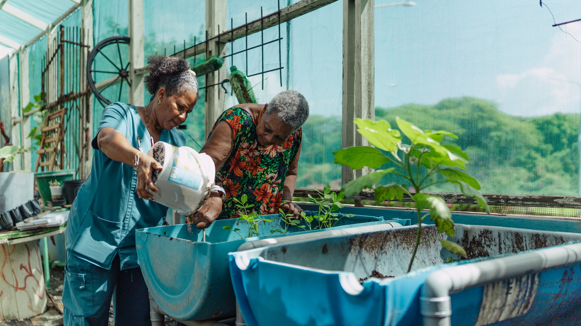 Kliente ta hasi aktividat den greenhouse bou di guia profeshonal